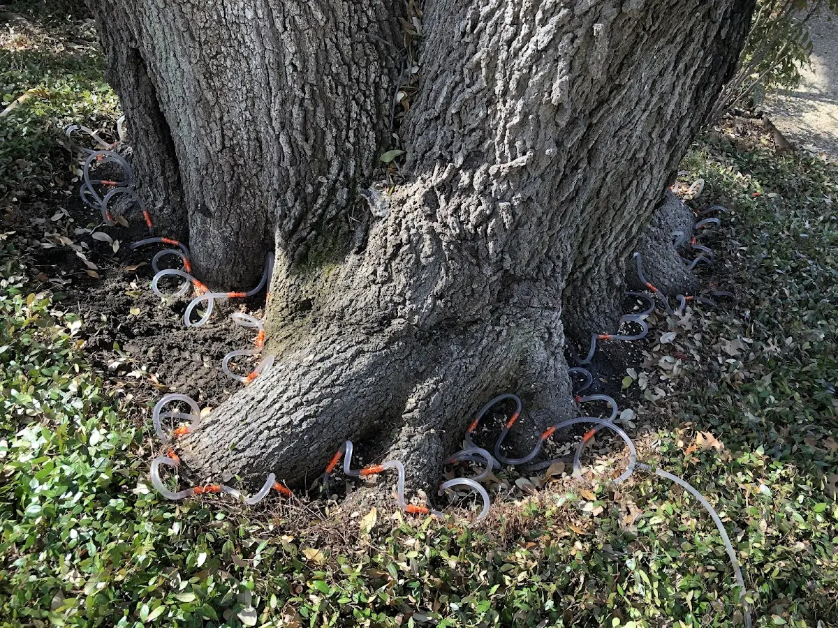 Detailed Tree Cabling and Bracing job site in Weber City