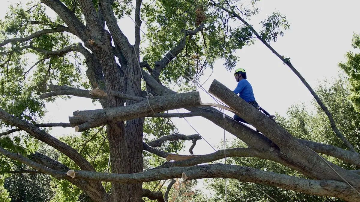 Professional Hazardous Tree Removal performed by certified arborists in Weber City