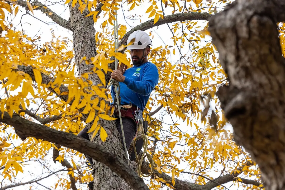 Skilled Storm Damage Cleanup crew working in Weber City
